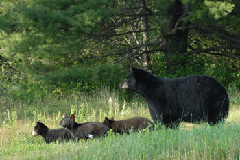 Bear Family
