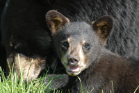 Cub