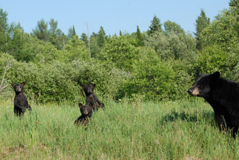 Mother & Cubs