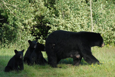 Mother & Cubs