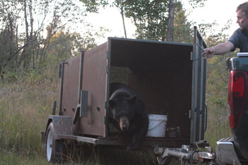 Bear Exiting Trailer