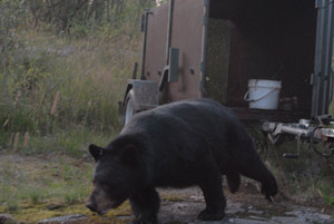 Bear Exiting Trailer