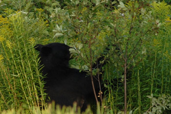 Bear Eating