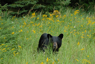 Bear Looking for Food
