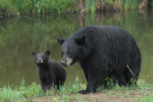 Bear with Cubs