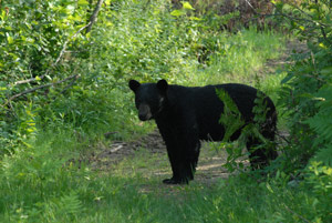 Bear with Cub