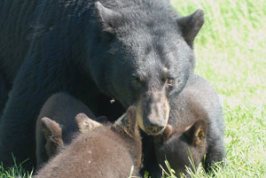 Mother Bear With Cubs